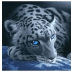 Create meme: tiger picture GIF, snow leopard and white tiger anime, snow leopard
