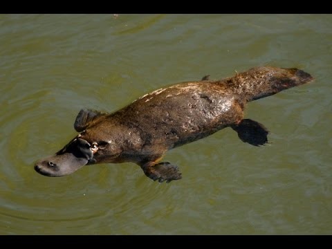 Create meme: australian platypus, platypus animal, duckbill