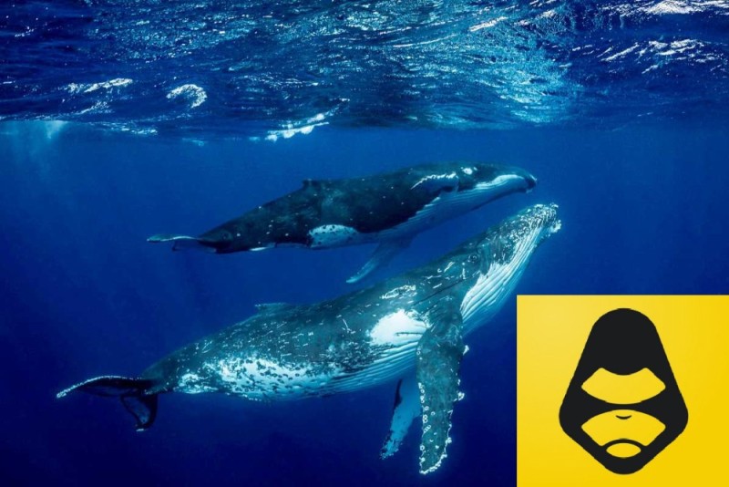 Create meme: The humpback whale, kit , whales in the ocean
