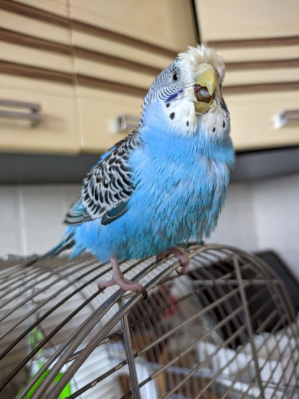 Create meme: wavy parrot , budgie, cobalt budgie