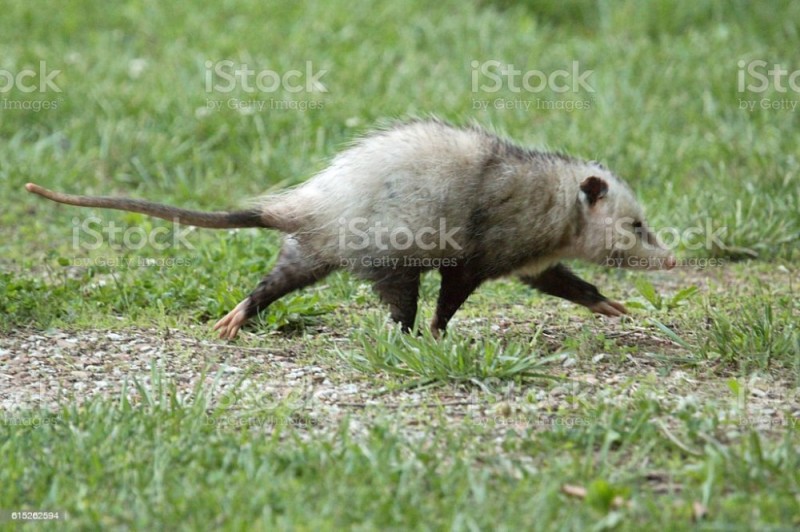 Create meme: opossums, marsupial possum, animal possum