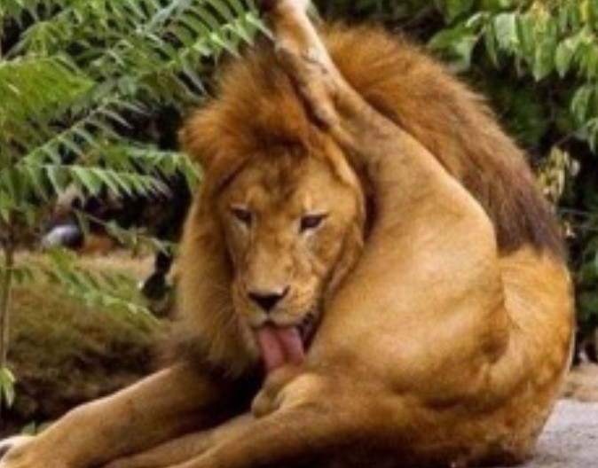 Create meme: Leo licks balls , samolyk lion, The lion licks