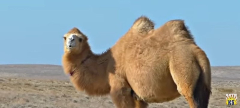 Create meme: camels, Bactrian camel, wild two - humped camel