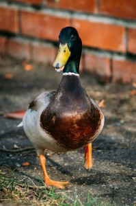 Create meme: duck, Mallard duck