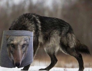 Создать мем: волк серый, волк канадский, животные волк