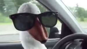 Create meme: Car, Gus behind the wheel, goose glasses out the car window
