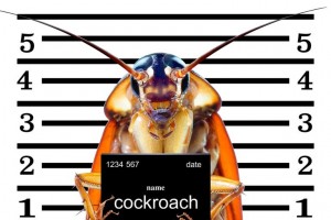 Create meme: red cockroach, cockroach