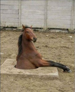 Создать мем: конь жеребец, сидячая лошадь, лошадь арабская чистокровная
