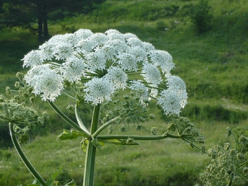 Create meme: common hogweed is poisonous, poisonous plant hogweed, the plant is Hogweed