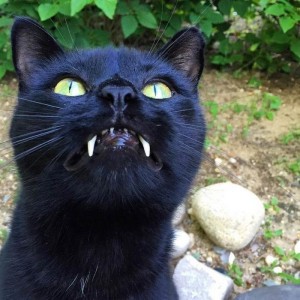 Создать мем: black kitten, kucing, vampir
