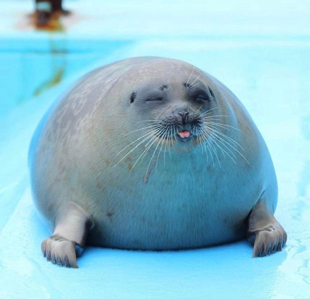 Создать мем: моржи тюлени морские котики, нерпа белек, нерпа юки