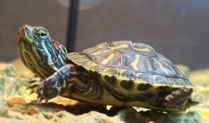 Create meme: trachemys home, pond slider turtle care, slider turtles