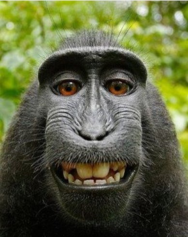 Create meme: selfie monkey , happy monkey , funny animal faces