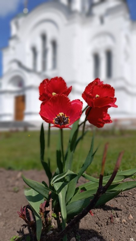 Create meme: tulips , crystal beauty tulip, The temple on blood with tulips