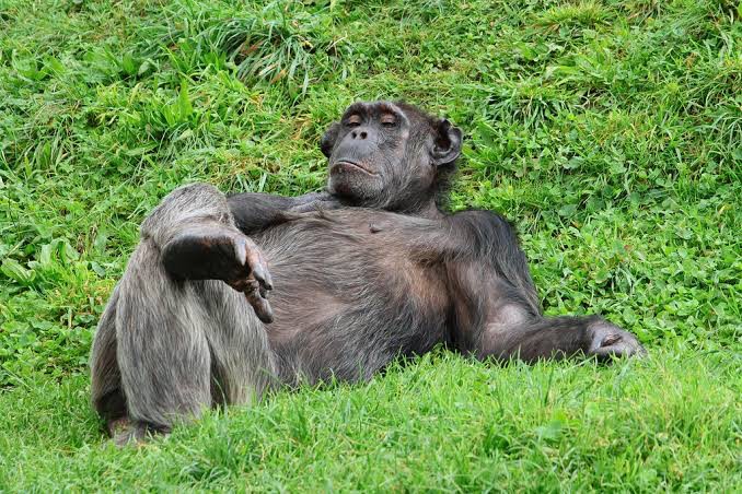 Create meme: gorilla monkey, funny chimpanzee, the monkey asks