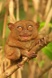 Create meme: tarsier