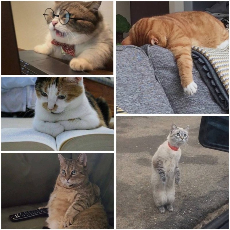 Create meme: The cat is funny, the cat is tired, The cat is a scientist