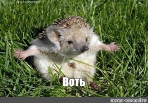 Create meme: hemiechinus, hedgehogs, hedgehog hedgehogs