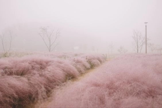 Create meme: nature in pastel colors, pink field, pink grass