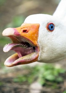 Create meme: aggressive goose, goose, geese