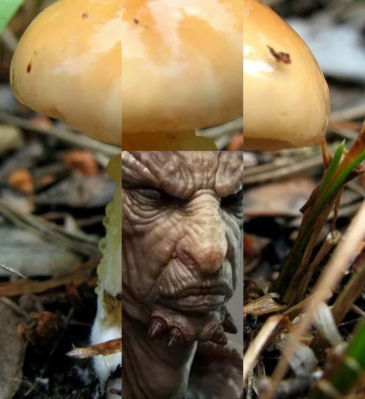 Create meme: edible mushrooms, white buttermilk, boletus mushrooms