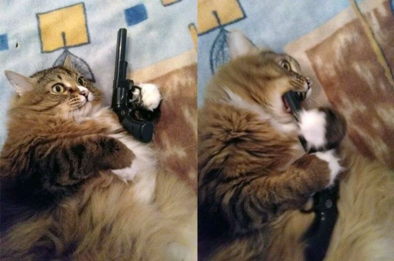 Create meme: cat , dangerous cat , meme cat with a gun