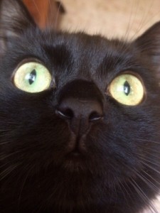 Create meme: cat, black cat, cats