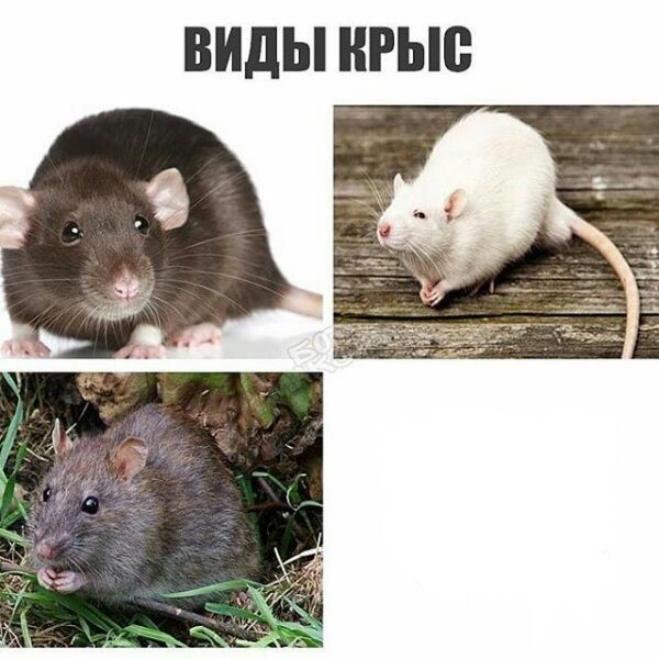 Крыса фото мем