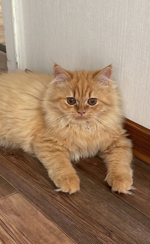 Создать мем: британская длинношёрстная кошка рыжая, длинношерстные кошки, персидский кот