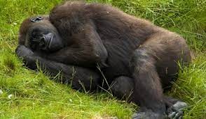 Create meme: gorilla , sleeping monkey, the gorilla is big