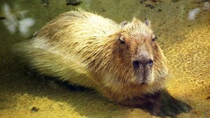 Create meme: capybaras , capybara 4k, rodent capybara