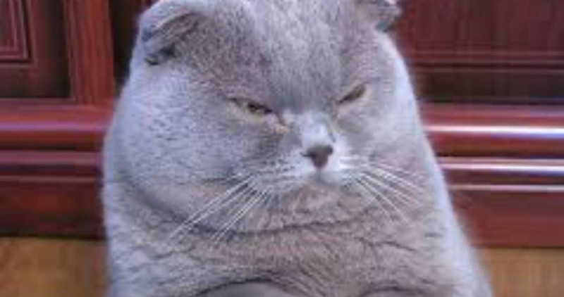 Create meme: Scottish fold cat, lop-eared , British lop-eared cat