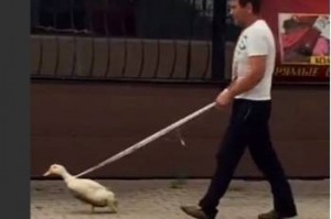 Create meme: a photo of a man who walks goose, walking the goose on a leash, goose on a leash
