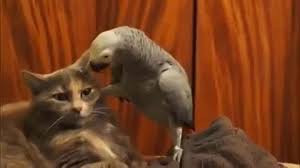 Создать мем: попугай с котом озвучка, кот, говорящий попугай