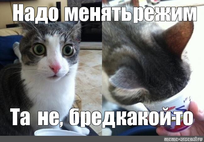 Ну надо есть. Кот бред. Ну бред же Мем. Кот да ну бред. Кот да Мем.