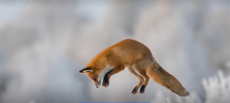 Создать мем: рыжая лисица, первозданная россия, лиса лиса