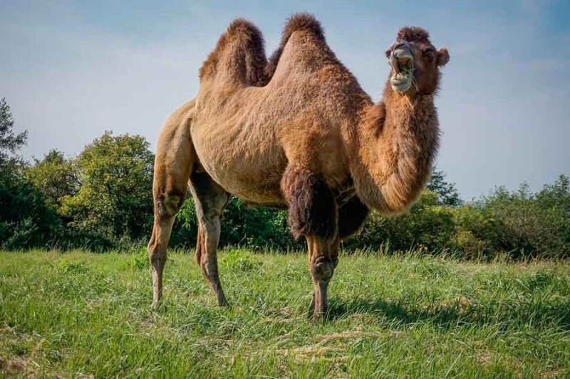 Create meme: Bactrian camel, camel , a camel with three humps