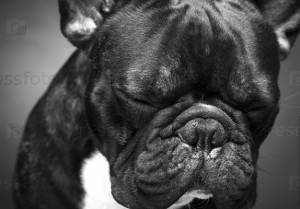 Create meme: breed French bulldog, French bulldog black, French bulldog