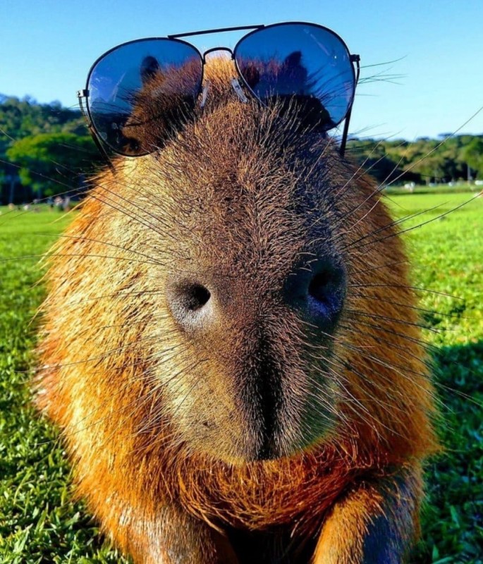 Create meme: capybara, a pet capybara, funny capybara