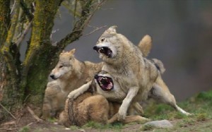 Create meme: hunting for wolves, wolfdog, wolf