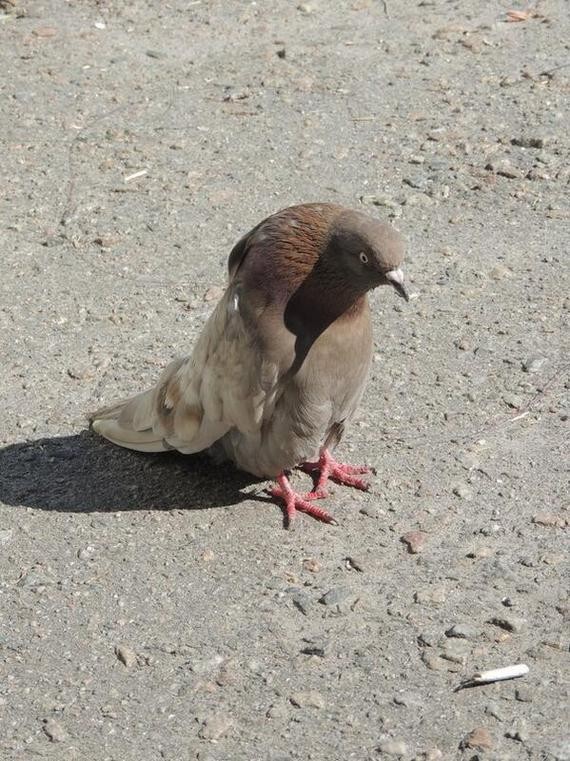 Create meme: brown blue pigeon, Pigeon in, The pigeon is brown