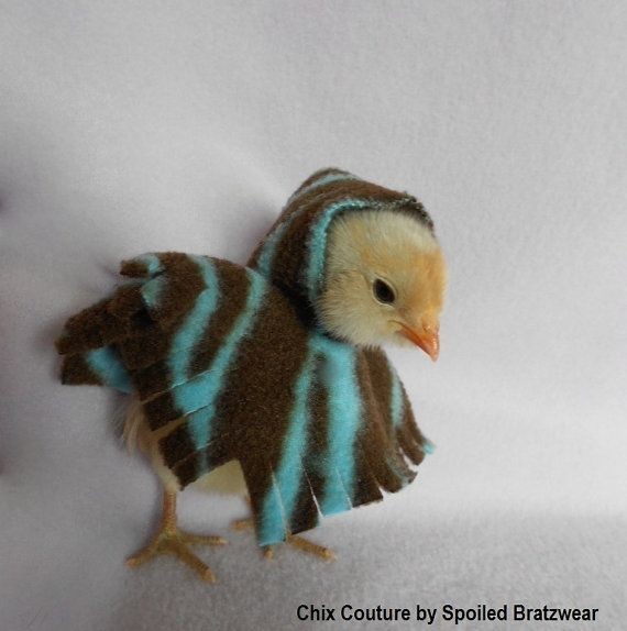 Create meme: chicken in a poncho, borkovskaya barvistaya breed of chickens, seabright chickens