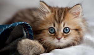 Create meme: kittens photos of beautiful fluffy, Wallpaper for desktop kittens, fluffy kitten