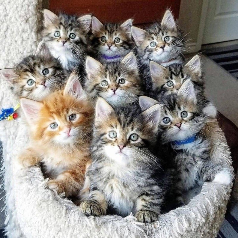 Create meme: a lot of cats, seals , lots of cute kittens
