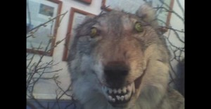 Create meme: stuffed wolf, stoned wolf, Yegor Letov