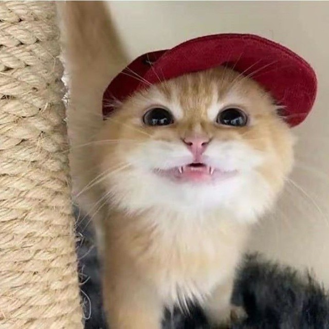 Создать мем: котик в кепке, котик, кошка в кепке