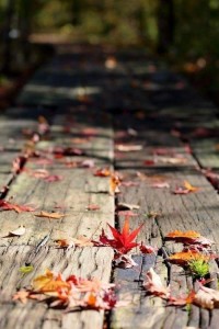 Создать мем: leaf, осень, autumnal