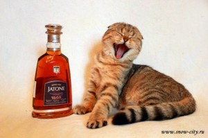 Create meme: cognac, drinking cat, drunk cat
