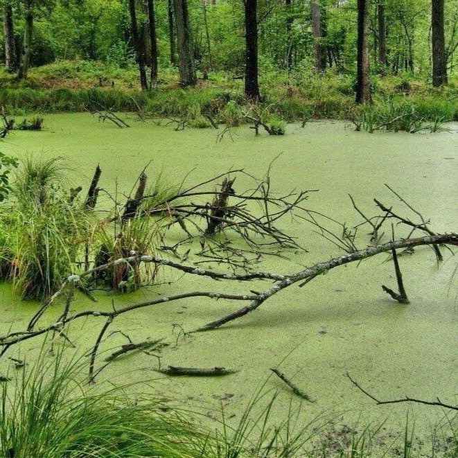 Create meme: duckweed pond marsh, Protovskoe swamp, swampy swamp