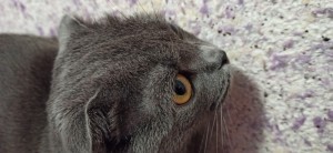 Create meme: cat, cats, gray cat